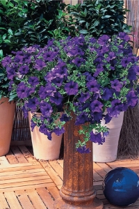 Petunya ( Petunia) Sarkan Petunya Fidesi Blue 1 Adet - Thumbnail