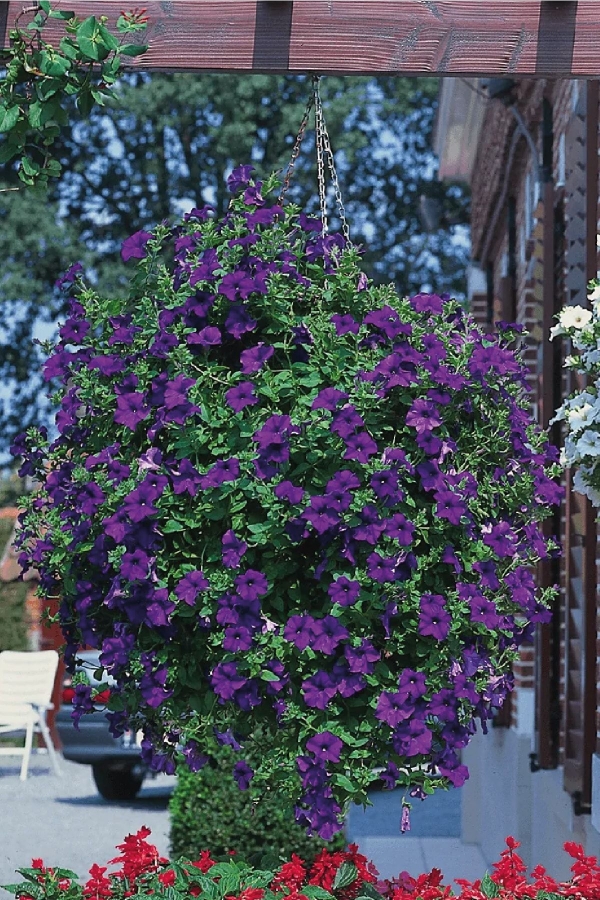 Petunya ( Petunia) Sarkan Petunya Fidesi Blue 1 Adet