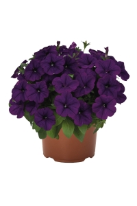 Petunya ( Petunia) Sarkan Petunya Fidesi Blue 1 Adet - Thumbnail