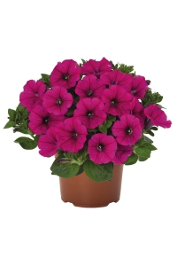 Petunya ( Petunia) Sarkan Petunya Fidesi Purple 1 Adet - Thumbnail