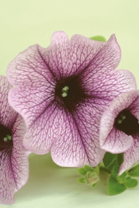 Petunya ( Petunia) Sarkan Petunya Fidesi Purple Vein 1 Adet - Thumbnail