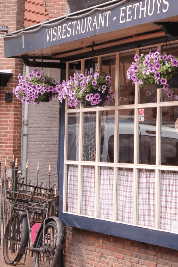 Petunya ( Petunia) Sarkan Petunya Fidesi Purple Vein 1 Adet