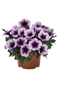 Petunya ( Petunia) Sarkan Petunya Fidesi Purple Vein 1 Adet - Thumbnail