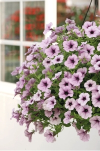 Petunya ( Petunia) Sarkan Petunya Fidesi Purple Vein 1 Adet - Thumbnail