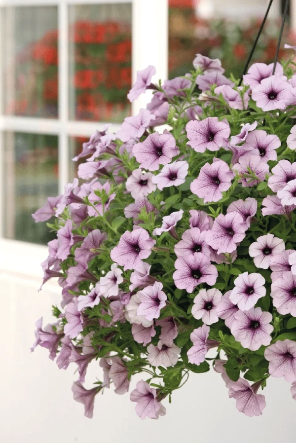 Gardinalife - Petunya ( Petunia) Sarkan Petunya Fidesi Purple Vein 1 Adet