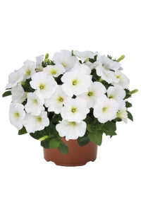 Petunya ( Petunia) Sarkan Petunya Fidesi White 1 Adet - Thumbnail