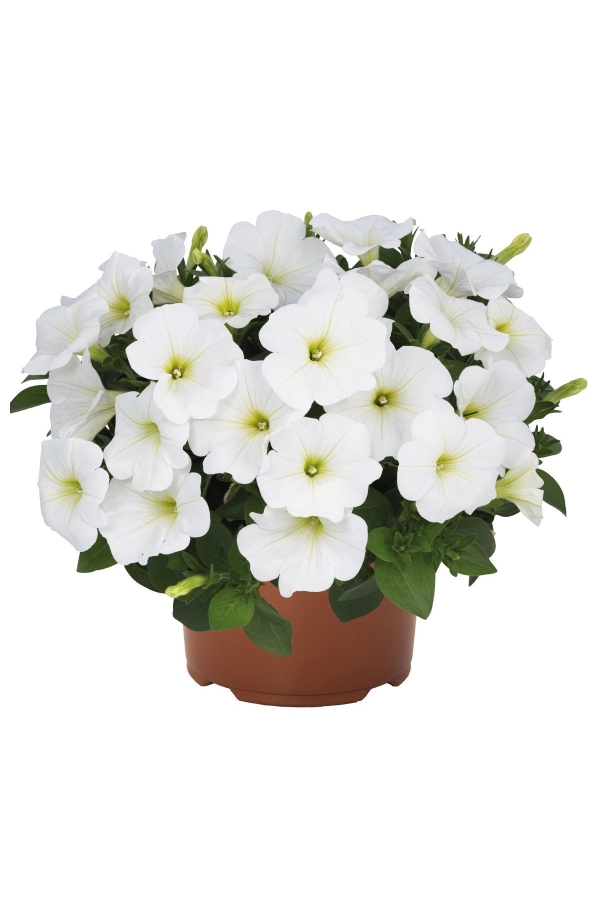 Petunya ( Petunia) Sarkan Petunya Fidesi White 1 Adet