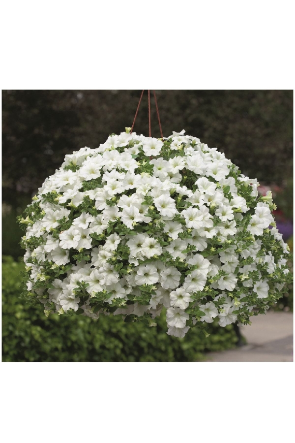 Petunya ( Petunia) Sarkan Petunya Fidesi White 1 Adet