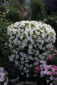 Petunya ( Petunia) Sarkan Petunya Fidesi White 1 Adet - Thumbnail