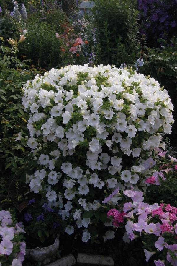 Petunya ( Petunia) Sarkan Petunya Fidesi White 1 Adet