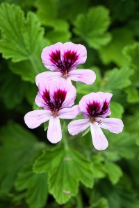 Portakal Kokulu Sardunya Fidesi Yoğun Kokulu ( Pelargonium Species Odorata ) Orange 1 Adet - Thumbnail