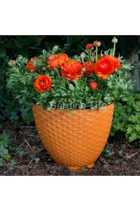 Şakayık Çiçeği Fidesi Orange ( Ranunculus ) 1 Adet - Thumbnail