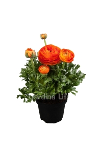 Şakayık Çiçeği Fidesi Orange ( Ranunculus ) 1 Adet - Thumbnail