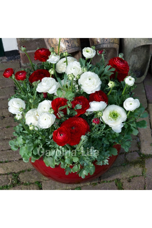 Şakayık Çiçeği Fidesi Red ( Ranunculus ) 1 Adet