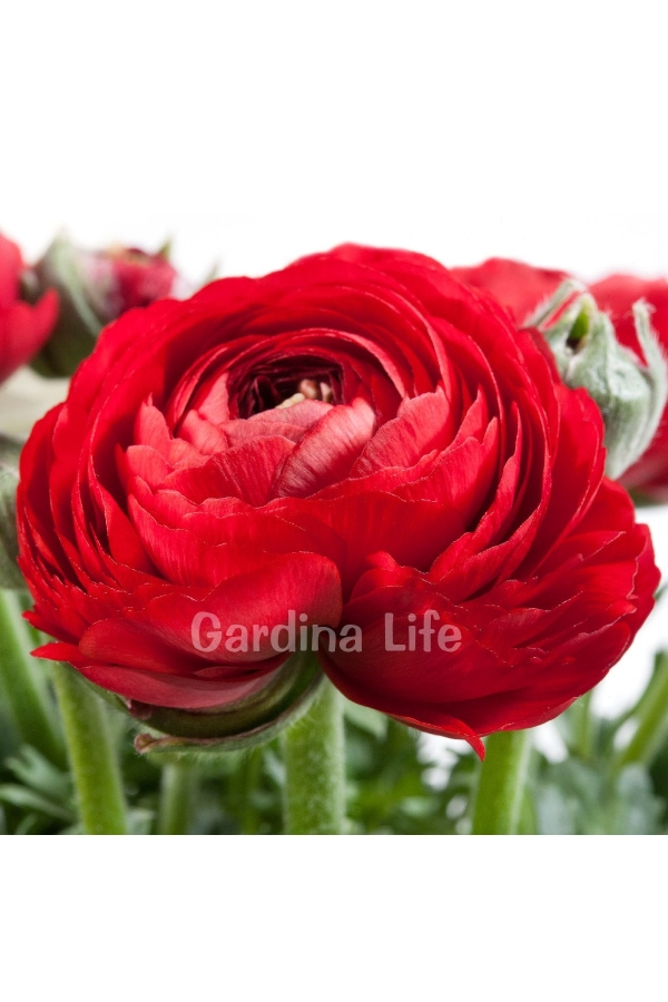 Şakayık Çiçeği Fidesi Red ( Ranunculus ) 1 Adet