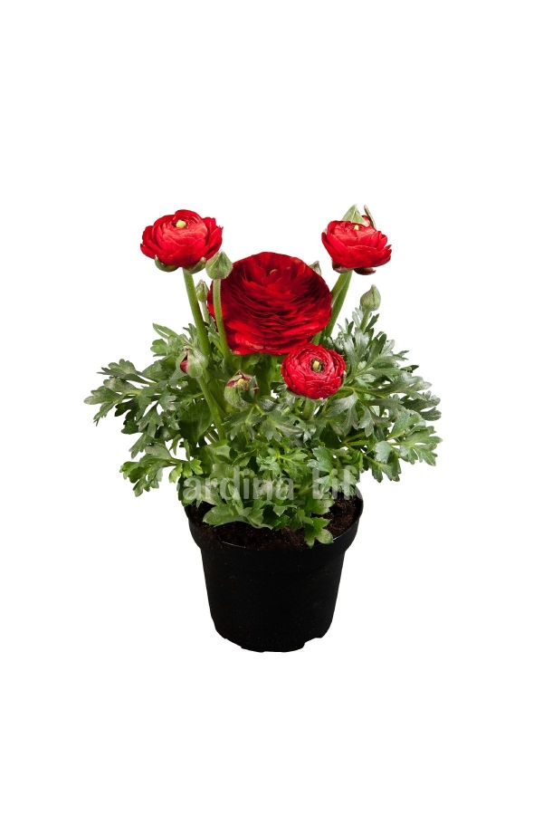 Şakayık Çiçeği Fidesi Red ( Ranunculus ) 1 Adet