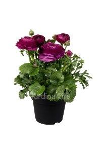 Şakayık Çiçeği Fidesi Violet ( Ranunculus ) 1 Adet - Thumbnail