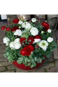 Şakayık Çiçeği Fidesi White ( Ranunculus ) 1 Adet - Thumbnail