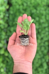 Şakayık Çiçeği Fidesi White ( Ranunculus ) 1 Adet - Thumbnail