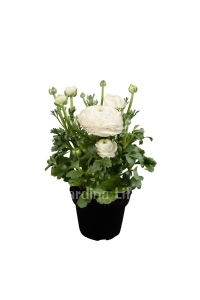 Şakayık Çiçeği Fidesi White ( Ranunculus ) 1 Adet - Thumbnail