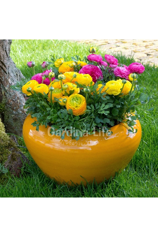 Şakayık Çiçeği Fidesi Yellow ( Ranunculus ) 1 Adet