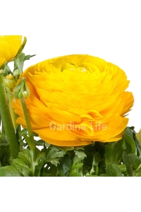 Şakayık Çiçeği Fidesi Yellow ( Ranunculus ) 1 Adet - Thumbnail