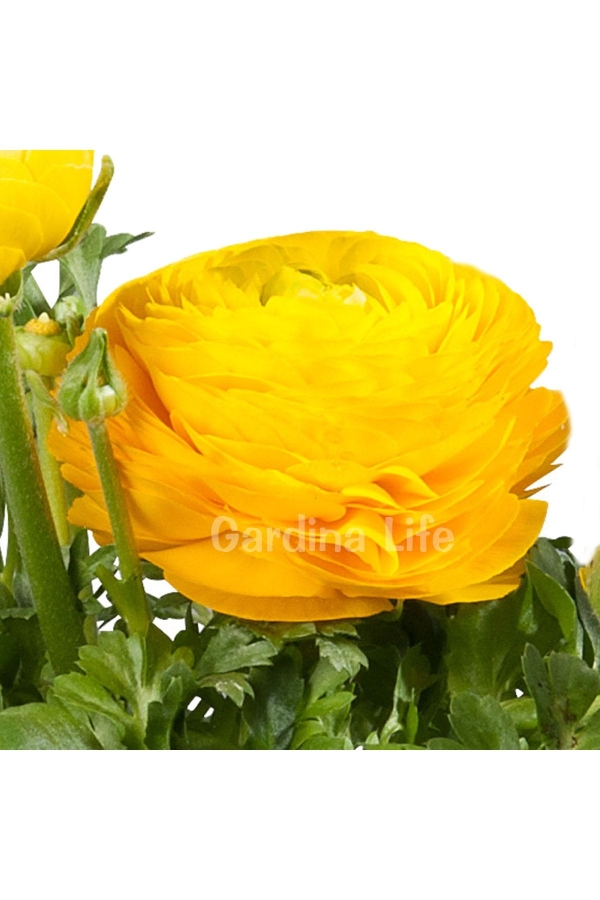 Şakayık Çiçeği Fidesi Yellow ( Ranunculus ) 1 Adet