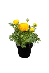 Şakayık Çiçeği Fidesi Yellow ( Ranunculus ) 1 Adet - Thumbnail