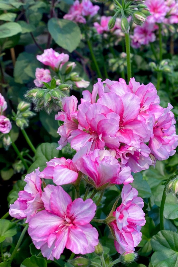 Sakız Sardunya Çiçeği Fidesi ( Sarkan Sardunya P. Peltatum ) Pink Bicolor 1 Adet