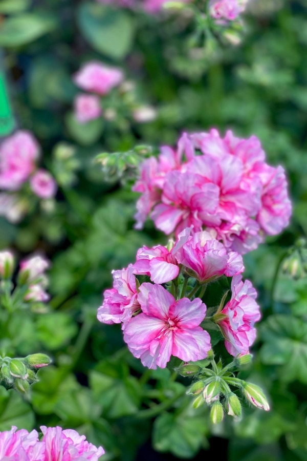 Sakız Sardunya Çiçeği Fidesi ( Sarkan Sardunya P. Peltatum ) Pink Bicolor 1 Adet