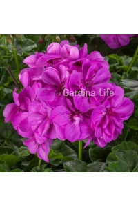 Sakız Sardunya Fidesi Katmerli ( Sarkan Sardunya Pelargonium Peltatum ) Amethyst 1 Adet - Thumbnail