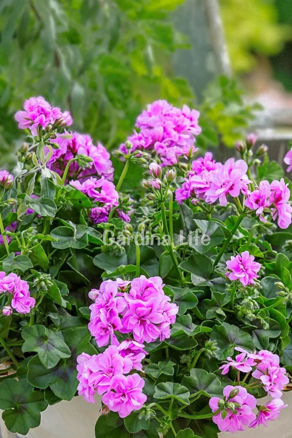 Sakız Sardunya Fidesi Katmerli ( Sarkan Sardunya Pelargonium Peltatum ) Amethyst 1 Adet