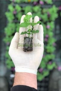 Sakız Sardunya Fidesi Katmerli ( Sarkan Sardunya Pelargonium Peltatum ) Amethyst 1 Adet - Thumbnail