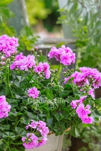 Sakız Sardunya Fidesi Katmerli ( Sarkan Sardunya Pelargonium Peltatum ) Amethyst 1 Adet - Thumbnail