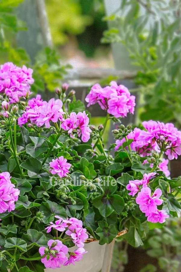 Sakız Sardunya Fidesi Katmerli ( Sarkan Sardunya Pelargonium Peltatum ) Amethyst 1 Adet