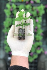 Sakız Sardunya Fidesi Katmerli ( Sarkan Sardunya Pelargonium Peltatum ) Arctic Rose 1 Adet - Thumbnail