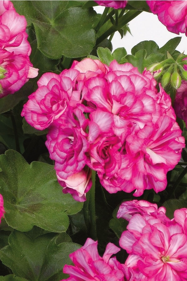 Sakız Sardunya Fidesi Katmerli ( Sarkan Sardunya Pelargonium Peltatum ) Arctic Rose 1 Adet