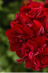 Sakız Sardunya Fidesi Katmerli ( Sarkan Sardunya Pelargonium Peltatum ) Dark Red 1 Adet - Thumbnail