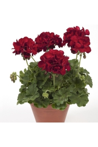 Sakız Sardunya Fidesi Katmerli ( Sarkan Sardunya Pelargonium Peltatum ) Dark Red 1 Adet - Thumbnail