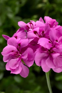 Sakız Sardunya Fidesi Katmerli ( Sarkan Sardunya Pelargonium Peltatum ) Deep Lavender 1 Adet - Thumbnail