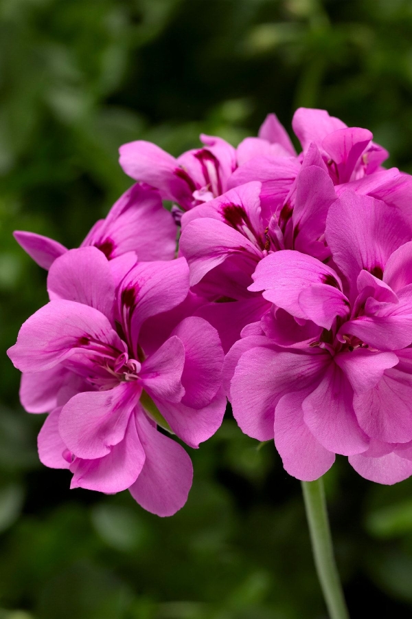 Sakız Sardunya Fidesi Katmerli ( Sarkan Sardunya Pelargonium Peltatum ) Deep Lavender 1 Adet