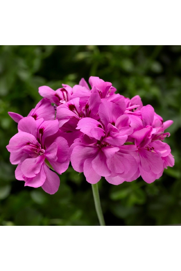 Sakız Sardunya Fidesi Katmerli ( Sarkan Sardunya Pelargonium Peltatum ) Deep Lavender 1 Adet