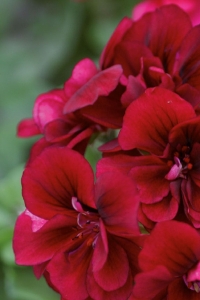 Sakız Sardunya Fidesi Katmerli ( Sarkan Sardunya Pelargonium Peltatum ) Deep Red 1 Adet - Thumbnail