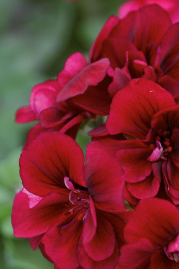 Sakız Sardunya Fidesi Katmerli ( Sarkan Sardunya Pelargonium Peltatum ) Deep Red 1 Adet