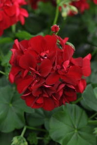 Sakız Sardunya Fidesi Katmerli ( Sarkan Sardunya Pelargonium Peltatum ) Deep Red 1 Adet - Thumbnail