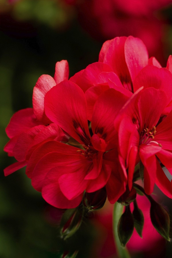 Sakız Sardunya Fidesi Katmerli Sarkan Sardunya Pelargonium Peltatum Hot Coral 1 Adet