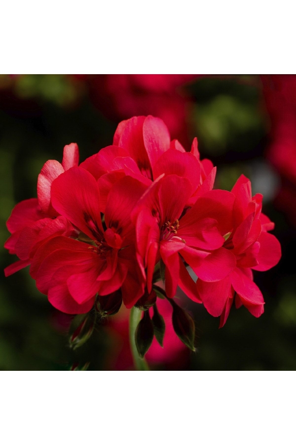 Sakız Sardunya Fidesi Katmerli Sarkan Sardunya Pelargonium Peltatum Hot Coral 1 Adet