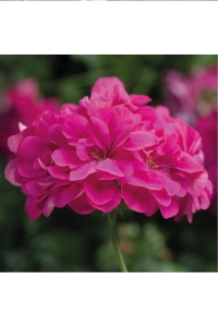 Sakız Sardunya Fidesi Katmerli ( Sarkan Sardunya Pelargonium Peltatum ) Hot Pink 1 Adet - Thumbnail