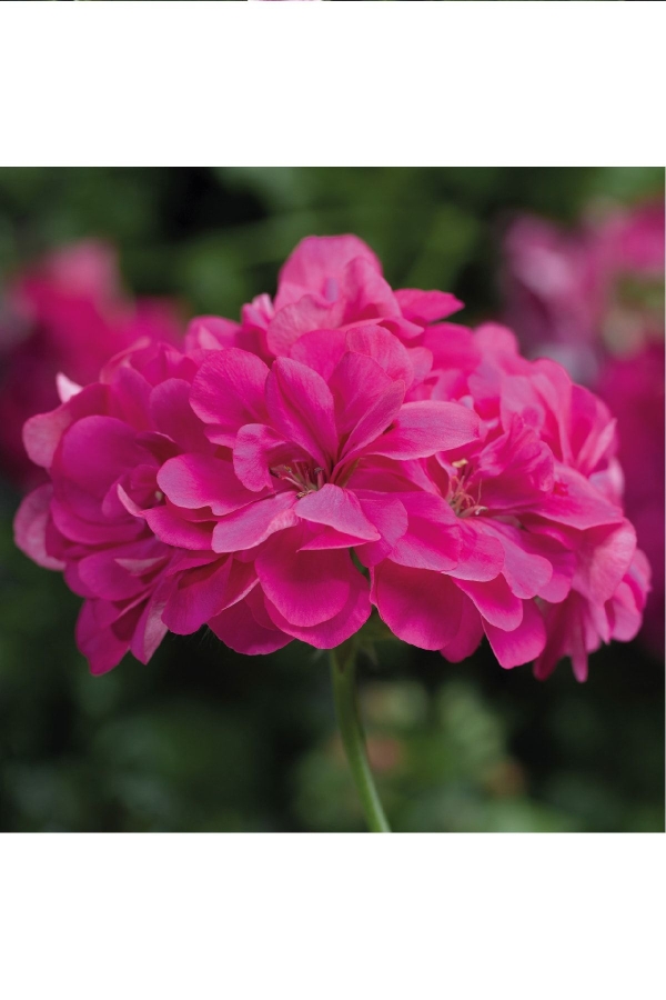 Sakız Sardunya Fidesi Katmerli ( Sarkan Sardunya Pelargonium Peltatum ) Hot Pink 1 Adet