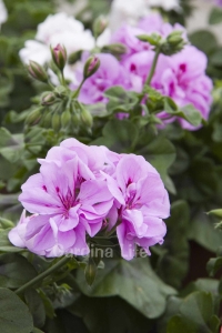 Sakız Sardunya Fidesi Katmerli ( Sarkan Sardunya Pelargonium Peltatum ) Lavender 1 Adet - Thumbnail